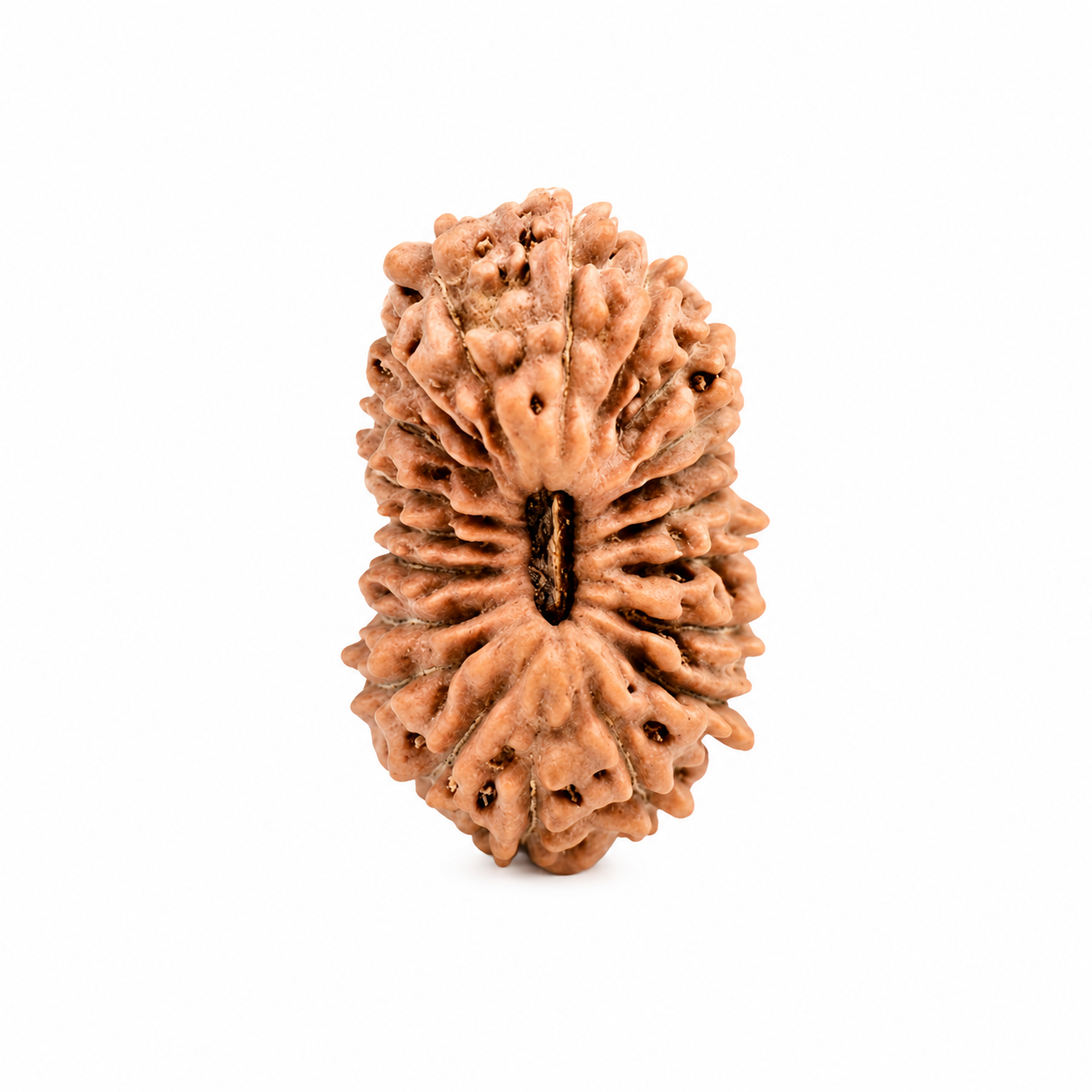 20-Eye Rudraksha (Java)-Para inmenso conocimiento, intelecto, fuerza y prosperidad